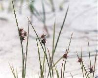 Juncus nodosus image