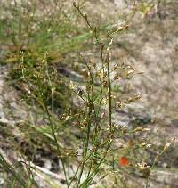 Image of Juncus pelocarpus