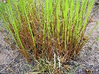 Juncus tenuis image