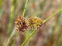 Juncus torreyi image