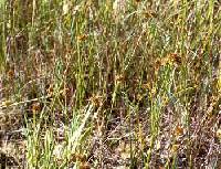 Juncus torreyi image