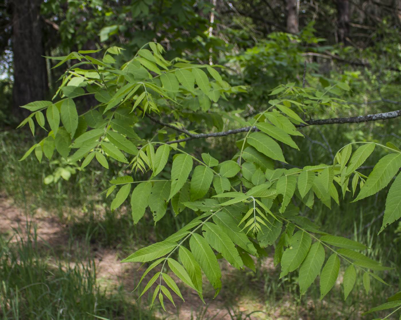 Online Virtual Flora of Wisconsin Image Details: #485508