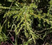 Image of Juniperus communis