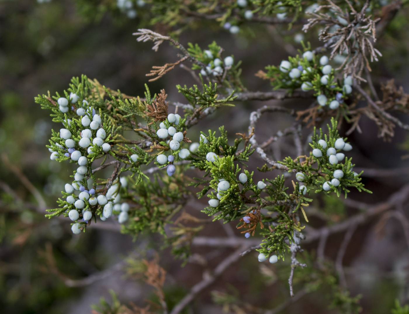 Juniperus virginiana image