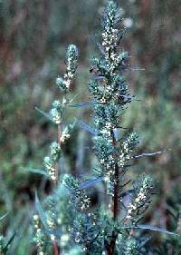 Bassia scoparia image