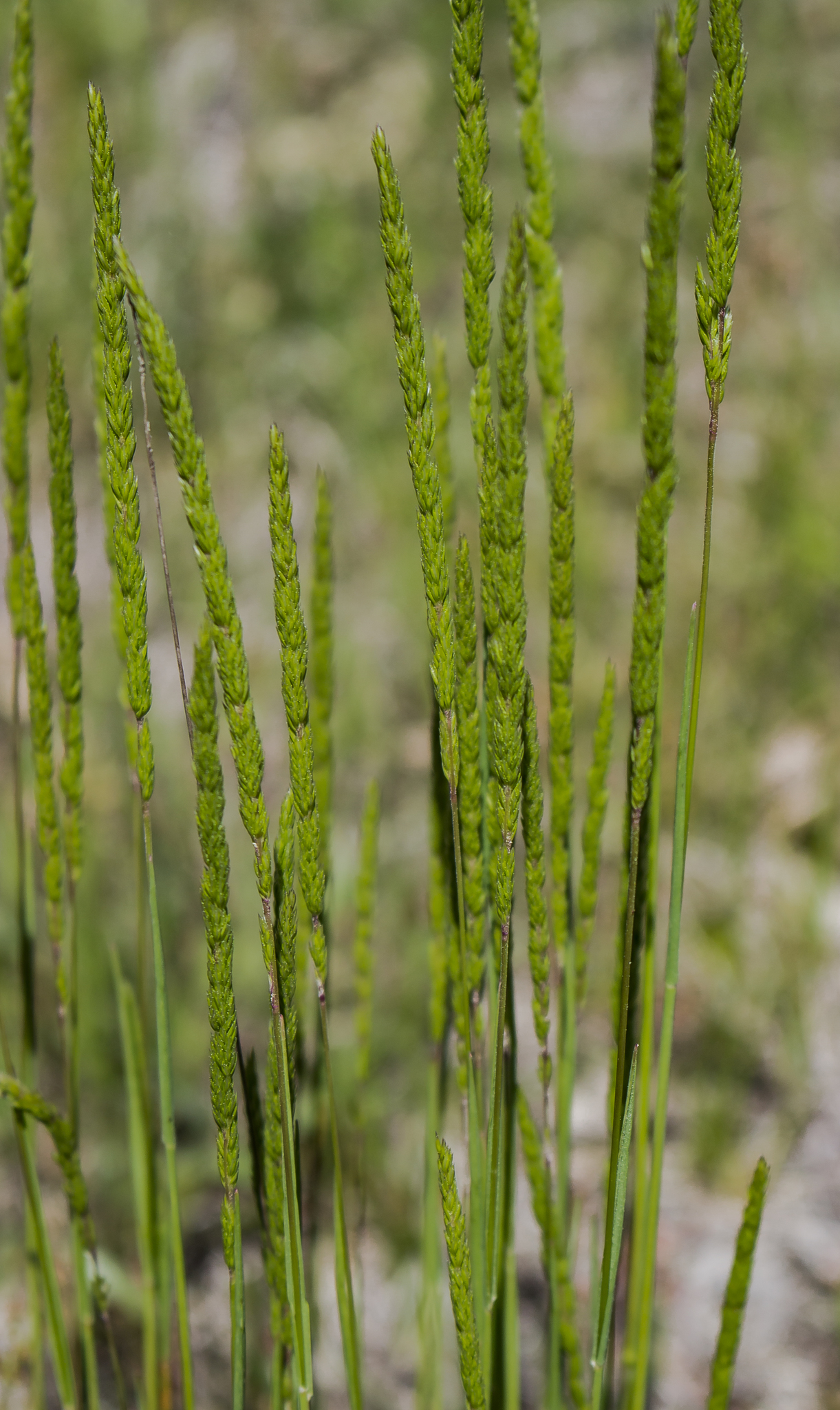 Koeleria macrantha image
