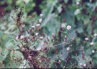 Image of Lactuca floridana