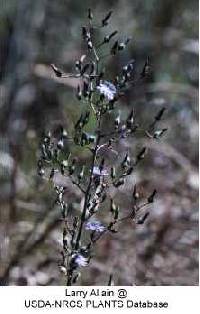 Lactuca floridana image