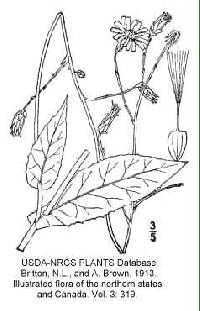 Image of Lactuca ludoviciana