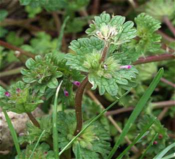 Lamium amplexicaule image