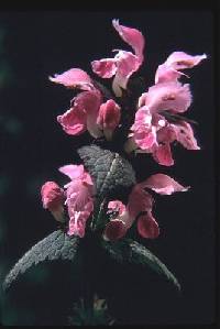 Image of Lamium maculatum