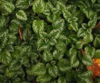 Lamium maculatum image