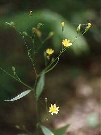 Image of Lapsana communis