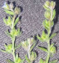 Lappula squarrosa image