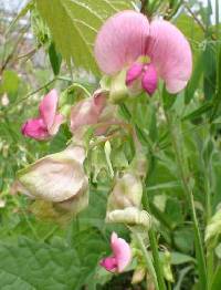 Lathyrus latifolius image