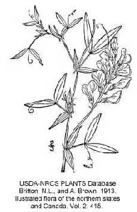 Lathyrus pratensis image
