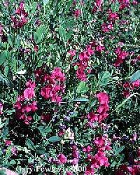 Lathyrus tuberosus image