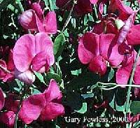 Lathyrus tuberosus image