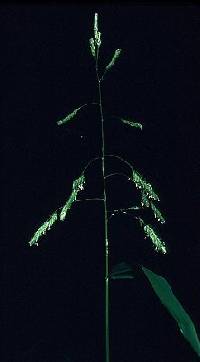 Leersia lenticularis image