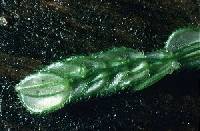 Leersia lenticularis image