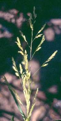 Leersia oryzoides image