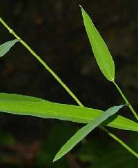 Leersia virginica image