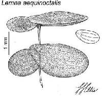 Image of Lemna aequinoctialis