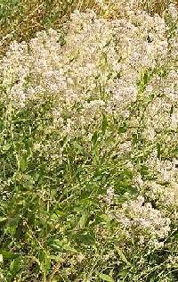 Lepidium latifolium image