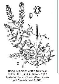 Lepidium ruderale image
