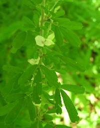 Lespedeza cuneata image