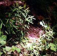 Lespedeza virginica image