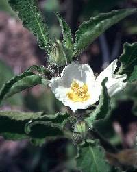 Leucophysalis grandiflora image