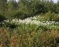 Leucanthemella serotina image
