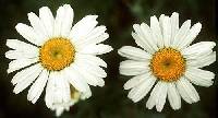 Leucanthemum vulgare image