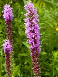 Image of Liatris spicata