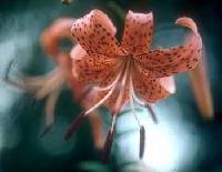 Lilium lancifolium image