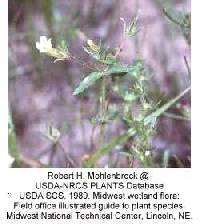 Lindernia dubia image