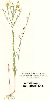 Linum medium var. texanum image