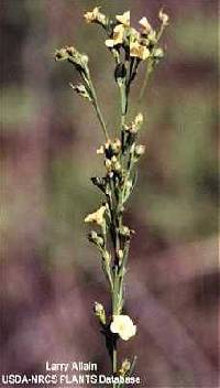 Linum medium var. texanum image
