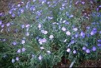 Linum perenne image