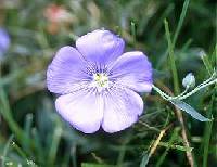 Linum perenne image