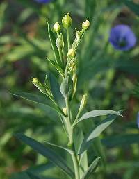 Linum usitatissimum image