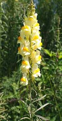 Linaria vulgaris image
