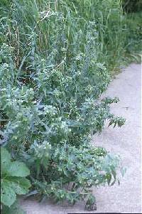 Lithospermum officinale image