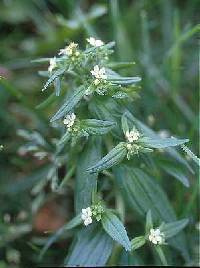 Image of Lithospermum officinale