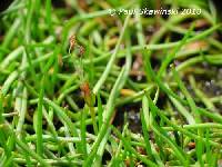 Littorella uniflora var. americana image