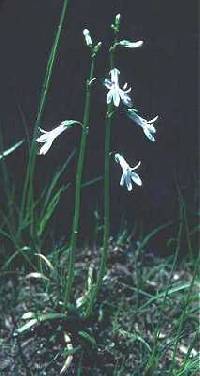 Image of Lobelia dortmanna