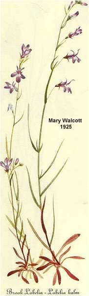 Image of Lobelia kalmii
