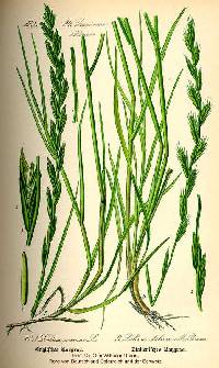Lolium perenne subsp. multiflorum image
