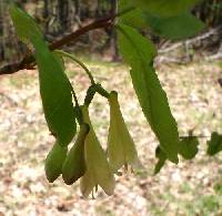 Lonicera canadensis image